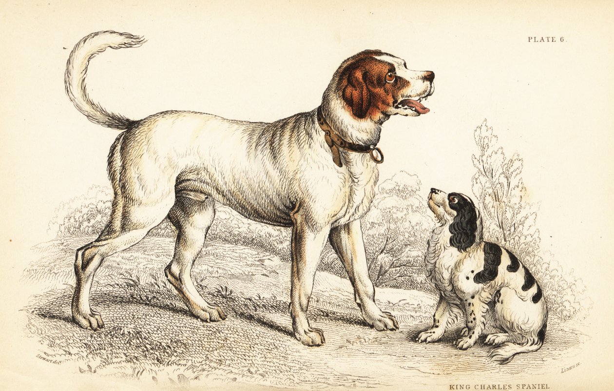 Den alpine eller store St. Bernard-hunden, Canis lupus familiaris, og King Charles spaniel, Canis lupus familiaris (Canis extrarius) av William Home Lizars