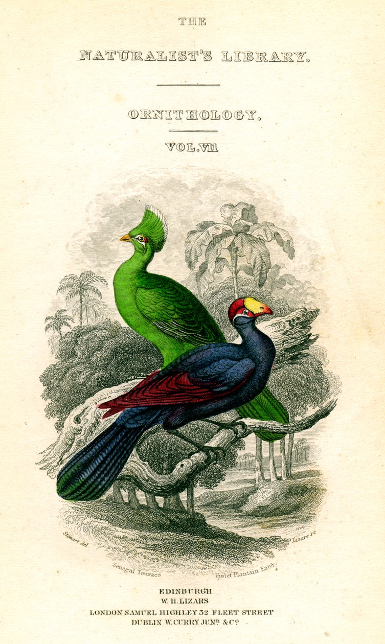 The Naturalists Library, Ornithology, Senegal Touraco, Violet Plantain Eater, c1833-1865. av William Home Lizars