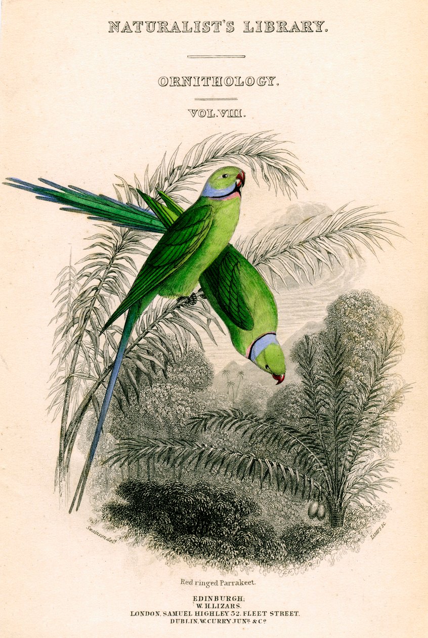 The Naturalists Library, Ornithology Vol VIII, Red ringed Parrakeet, c1833-1865. av William Home Lizars
