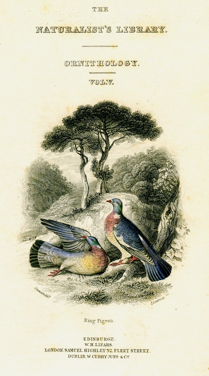 The Naturalists Library, Ornithology Vol V, Ring Pigeon, c1833-1865. av William Home Lizars