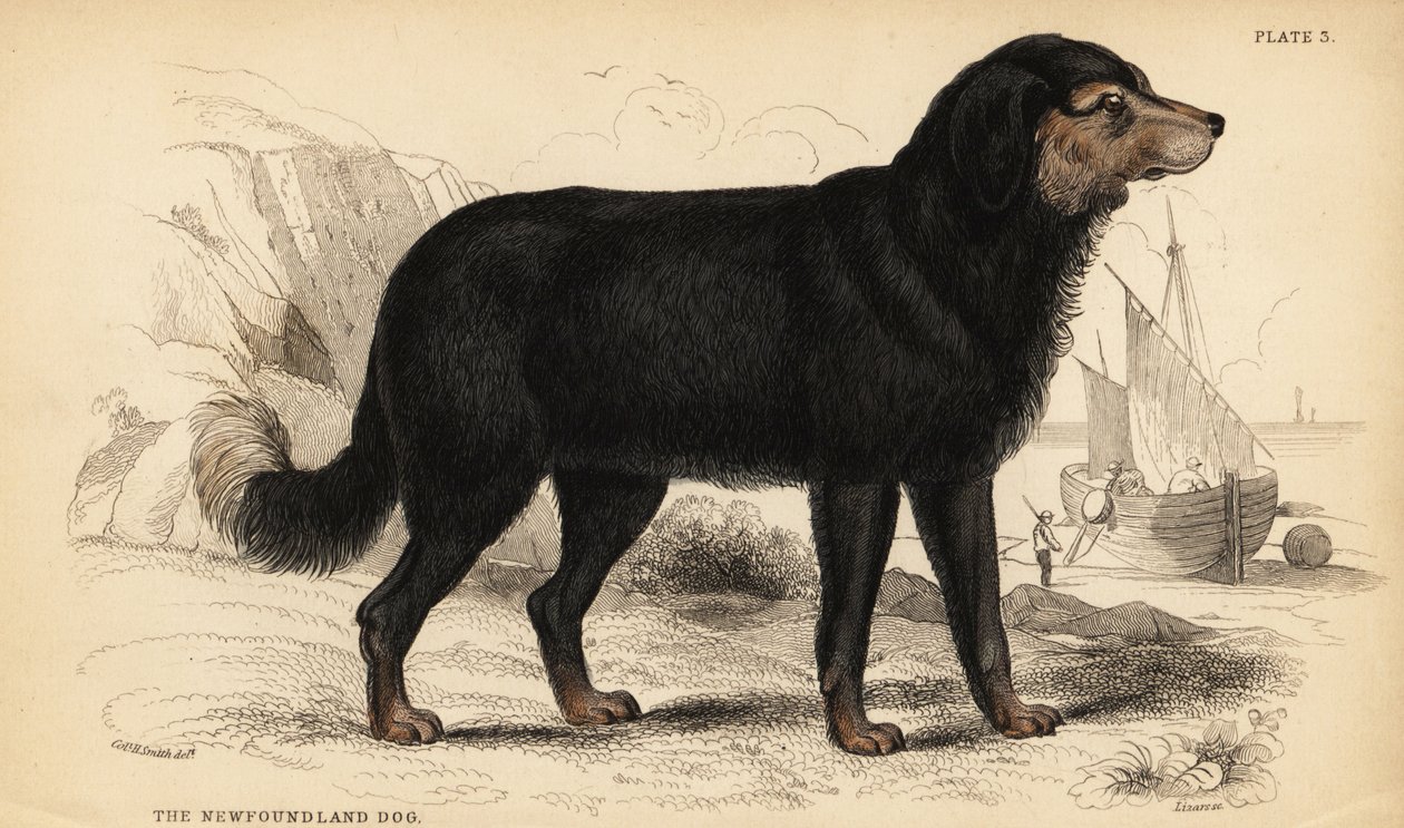Newfoundlandshunden, Canis lupus familiaris )Canis terranovae) av William Home Lizars