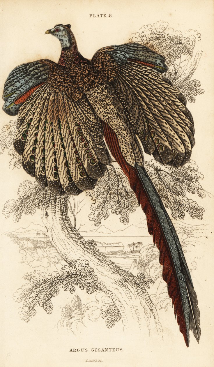Den store argus, Argusianus argus (Argus fasan eller gigantisk argus, Argus giganteus) av William Home Lizars