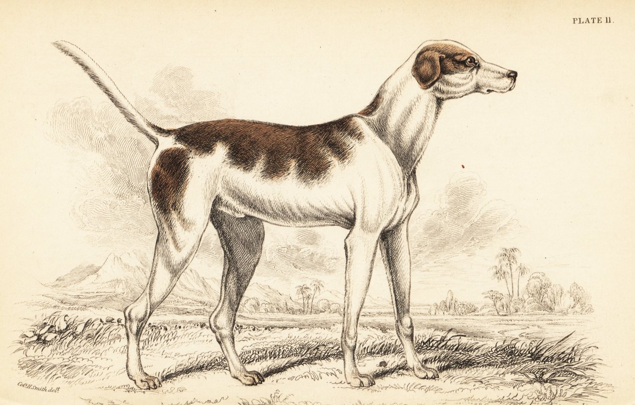 Den orientalske hunden, Canis lupus familiaris av William Home Lizars