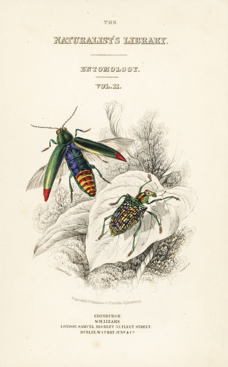 Tittelside med vignett av juvelbille, Chrysochroa fulminans og lappvinget diamantbille, Curculio splendens av William Home Lizars