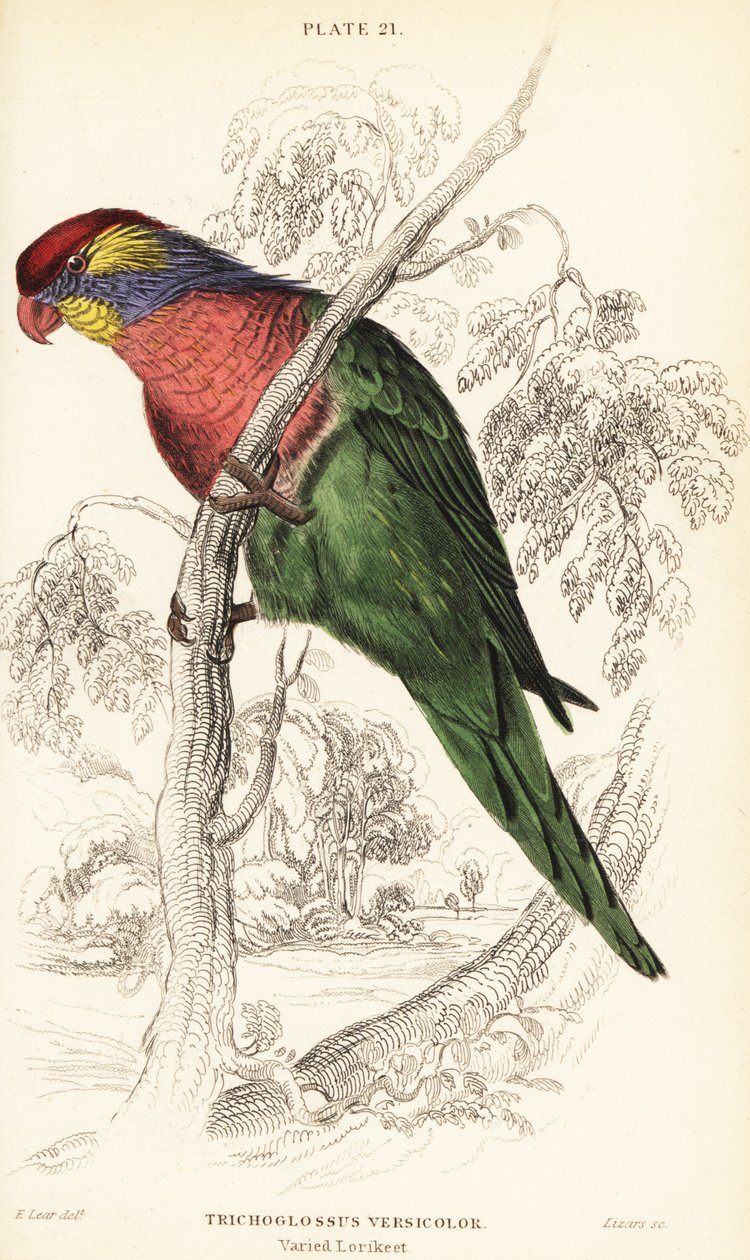 Variert lorikeet, Psitteuteles versicolor (Trichoglossus versicolor) av William Home Lizars