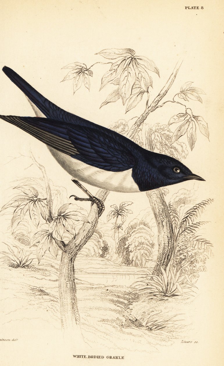 Fiolettryggstær, Cinnyricinclus leucogaster (Hvitkropp, Lamprotornis leucogaster) av William Home Lizars