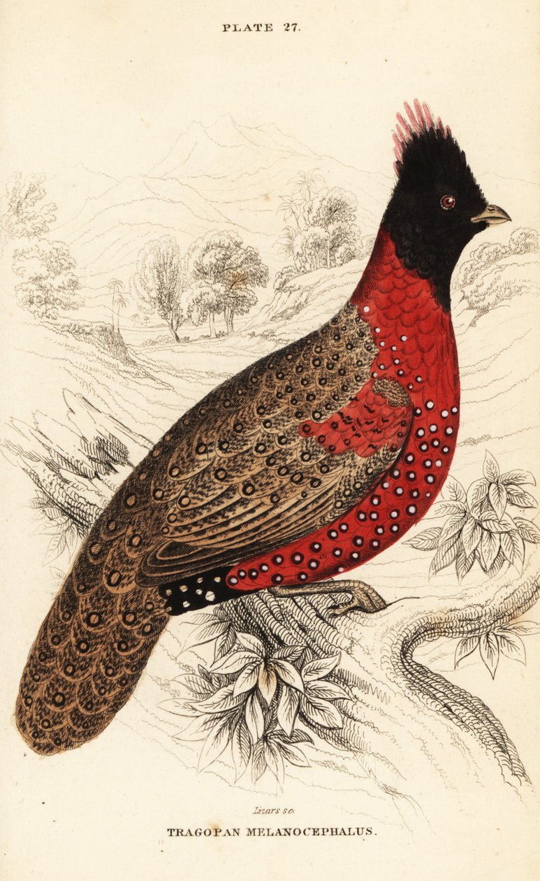 Vestlig tragopan eller vestlig horntragopan, Tragopan melanocephalus av William Home Lizars