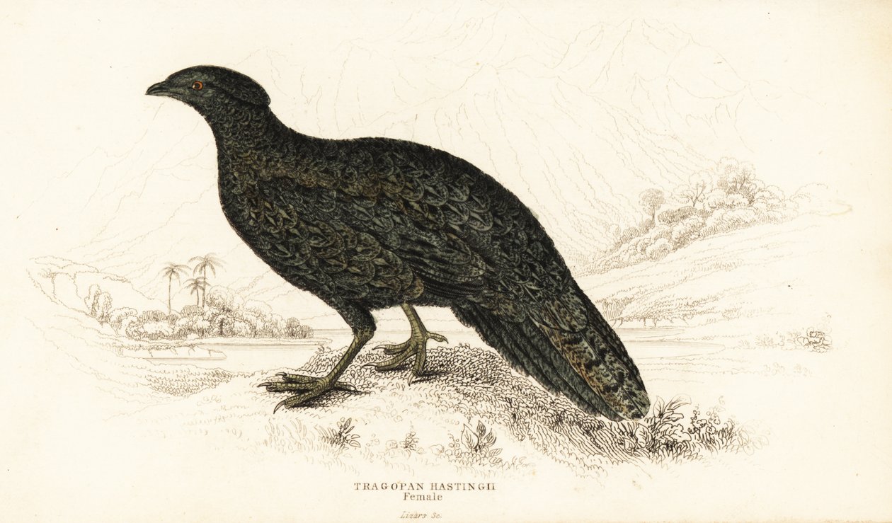 Vestlig tragopan eller vestlig horn tragopan, hunn, Tragopan melanocephalus av William Home Lizars