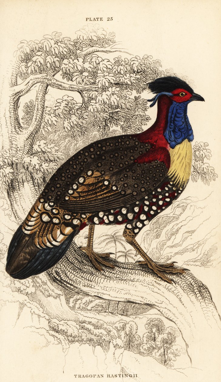 Vestlig tragopan eller vestlig horn tragopan, hann, Tragopan melanocephalus av William Home Lizars