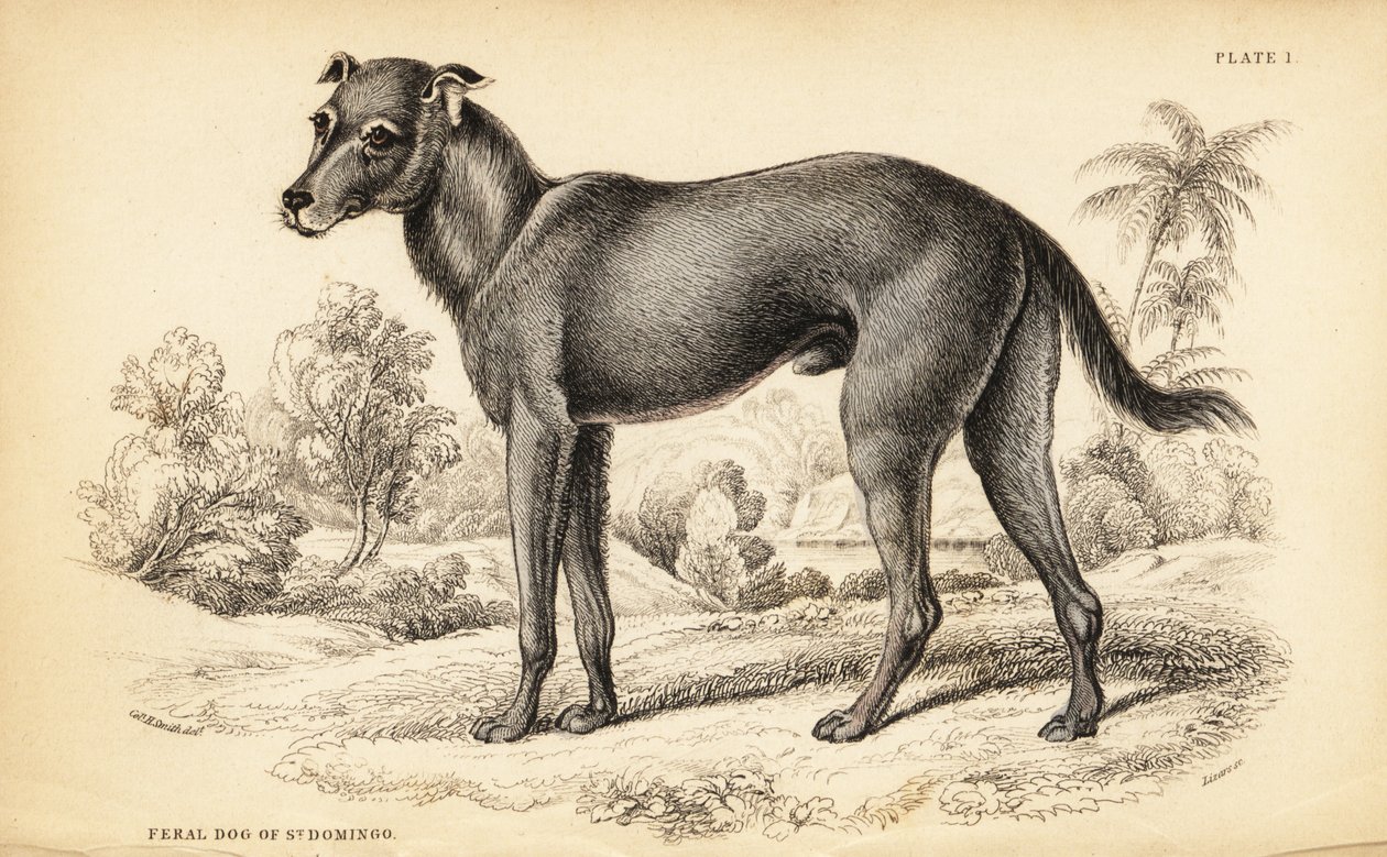 Villhund funnet i Den dominikanske republikk og Haiti, Canis lupus familiaris (vilthund av St. av William Home Lizars