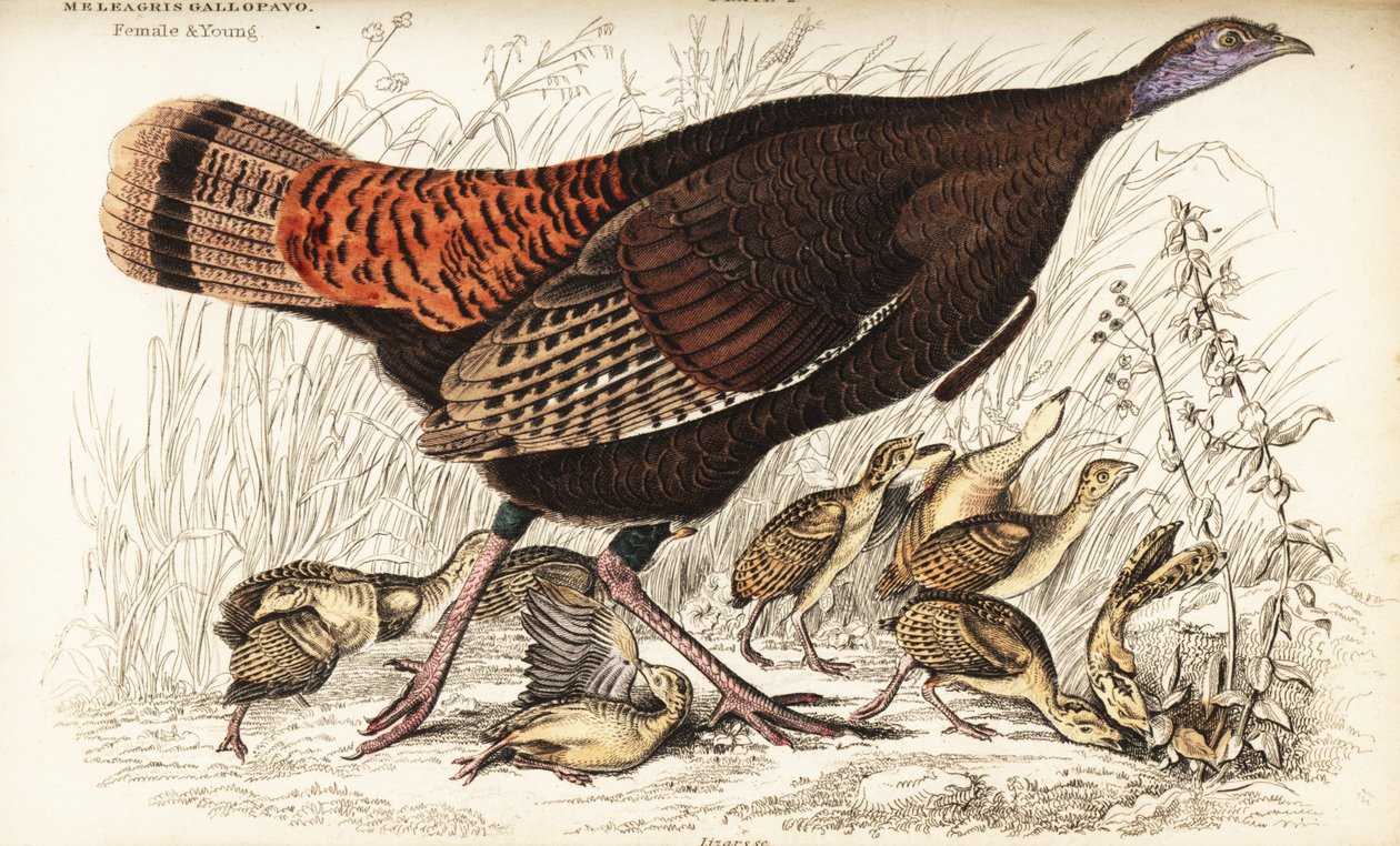 Vill kalkun, hunn og ung, Meleagris gallopavo av William Home Lizars