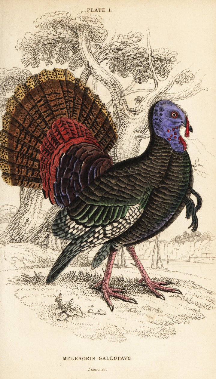 Vill kalkun, hann, Meleagris gallopavo av William Home Lizars