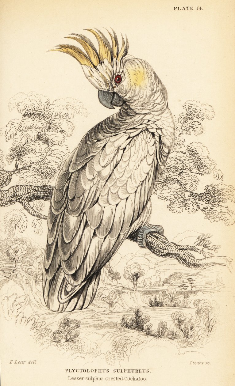 Kakadue, Cacatua sulphurea av William Home Lizars