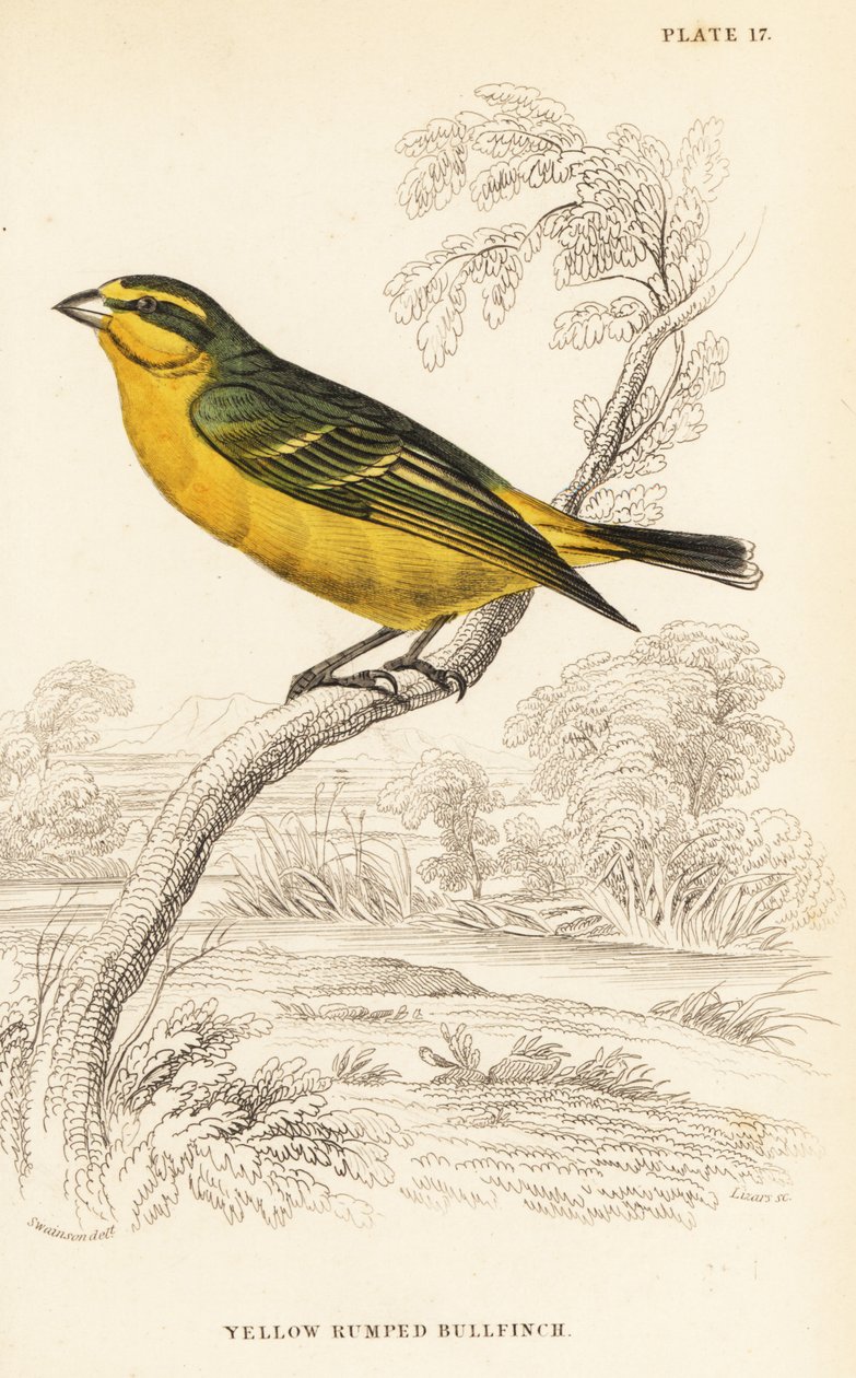 Gulfrontkanarifugl (Senegal), Crithagra mozambica caniceps (Gulrumpet oksefink, Crithagra chrysopyga) av William Home Lizars