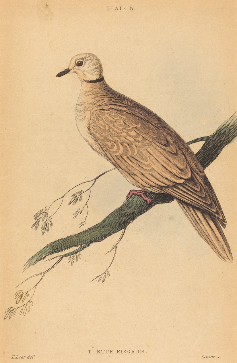 Turtur Risorius av William Home Lizars after Edward Lear