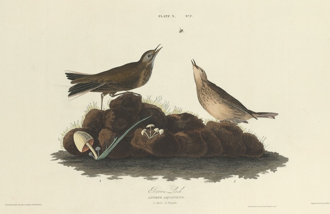 Brun lerke av William Home Lizars after John James Audubon