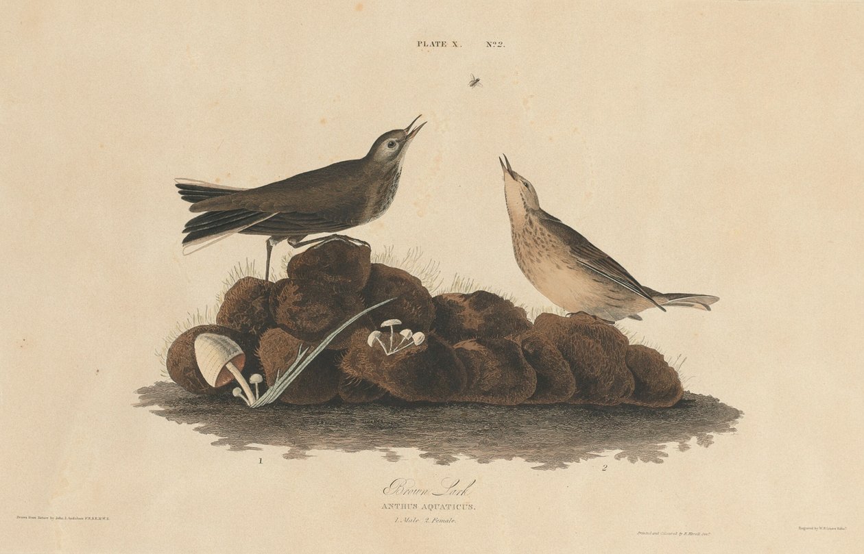 Brun lerke av William Home Lizars after John James Audubon