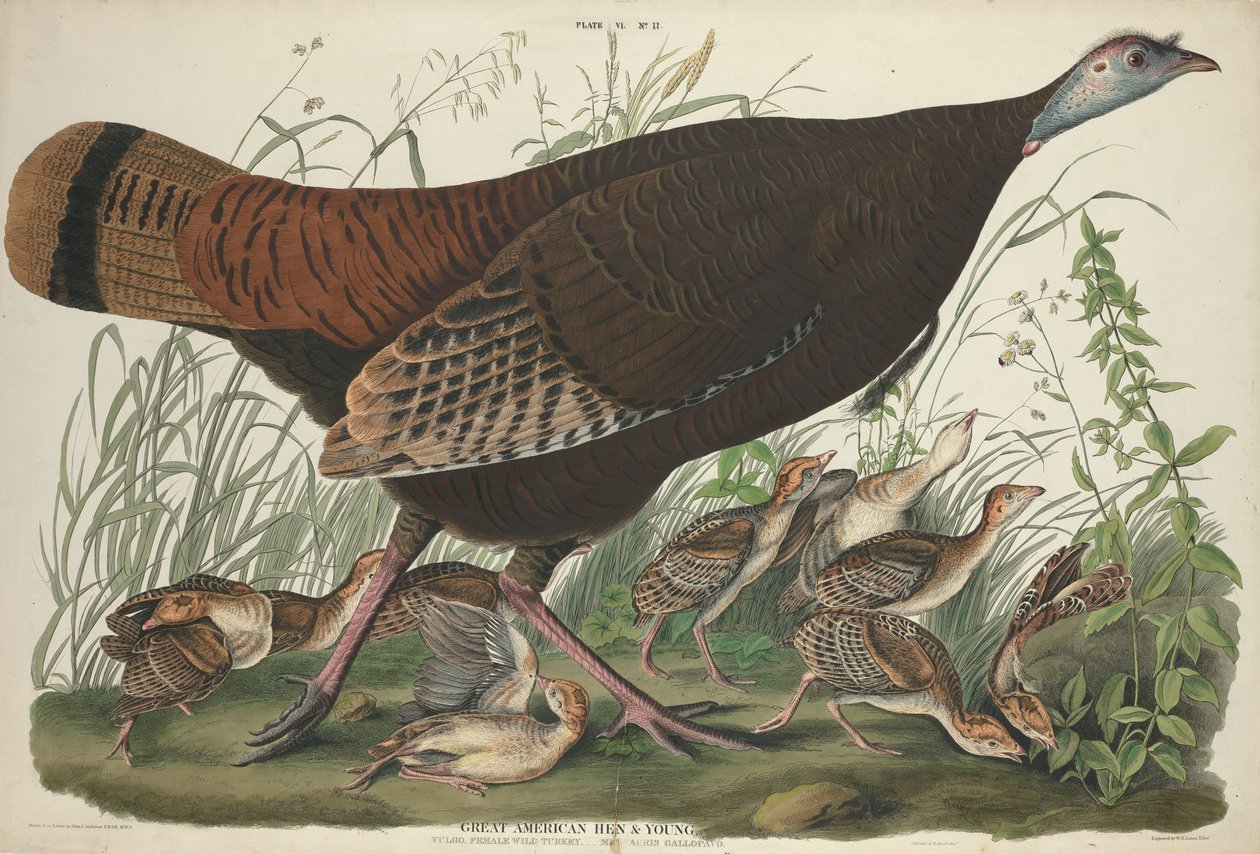 Flott amerikansk høne og ung av William Home Lizars after John James Audubon