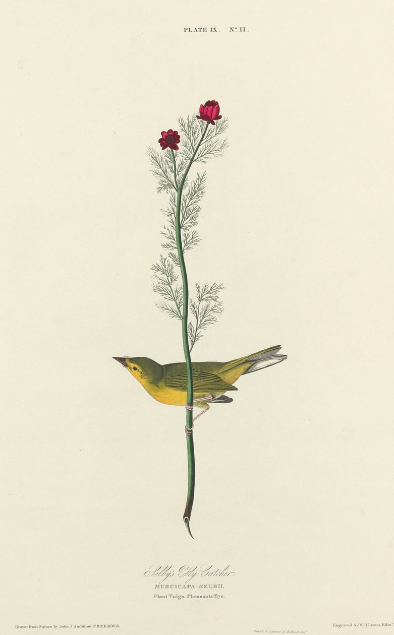 Selbys fluesnapper av William Home Lizars after John James Audubon