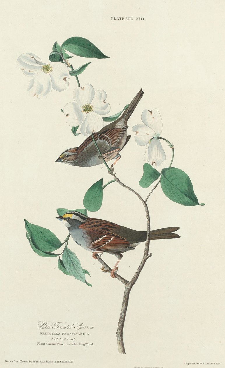 Hvitstrupespurv av William Home Lizars after John James Audubon