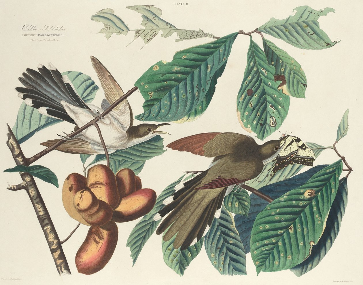 Gulnebbgjøk av William Home Lizars after John James Audubon