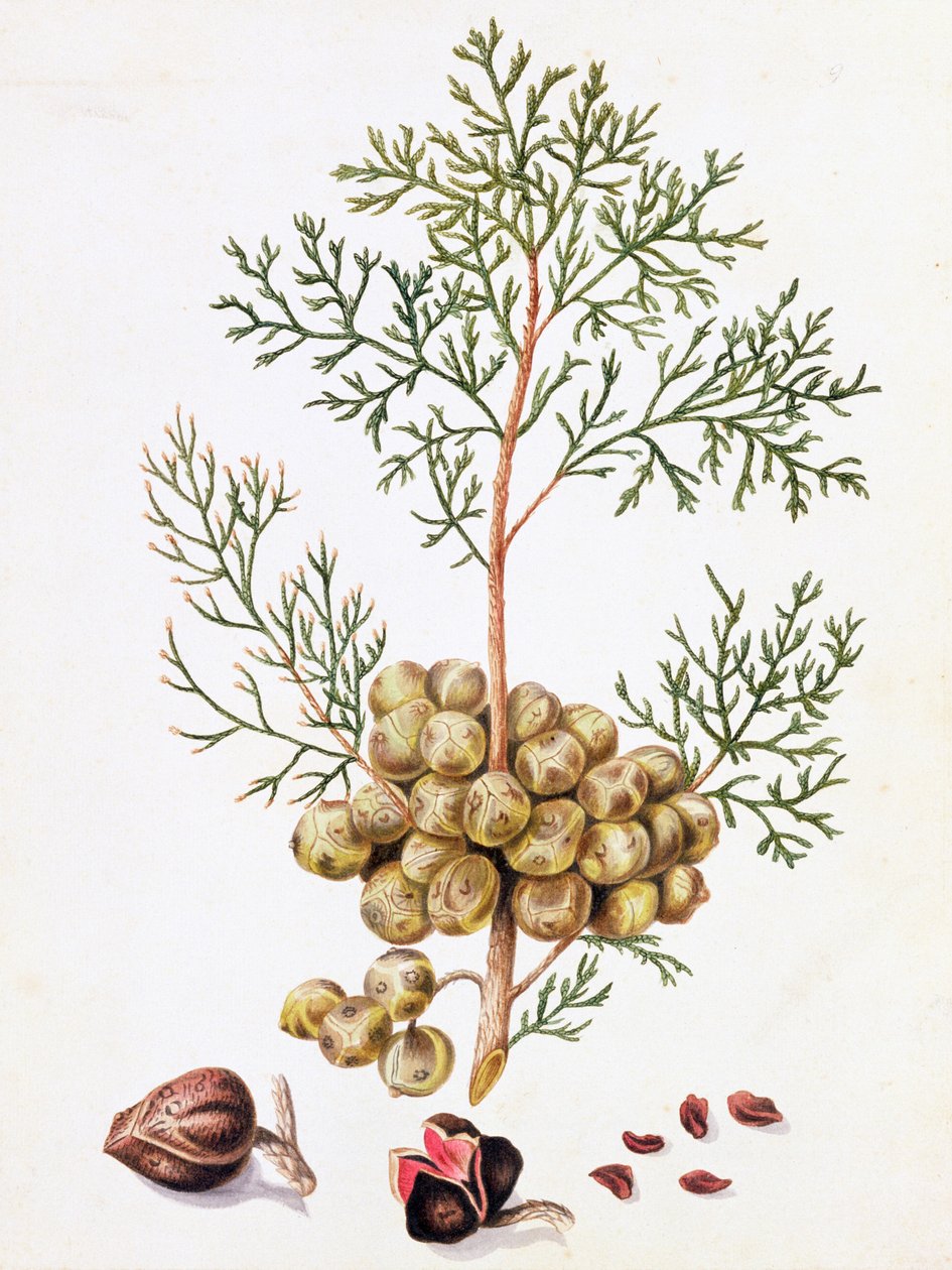 Sypressblad og nøtter av William Hooker