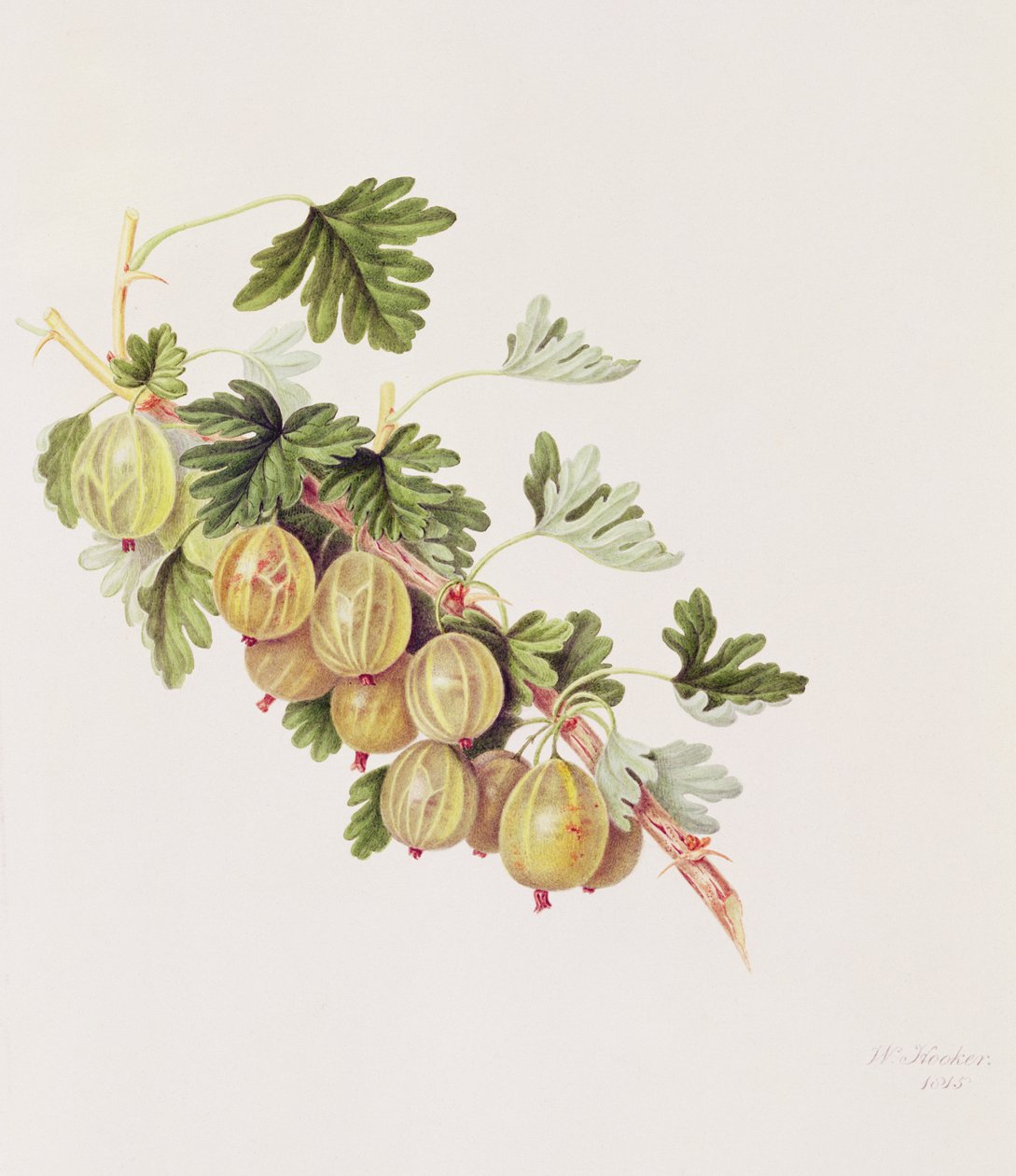 Grønn stikkelsbær, 1815 av William Hooker