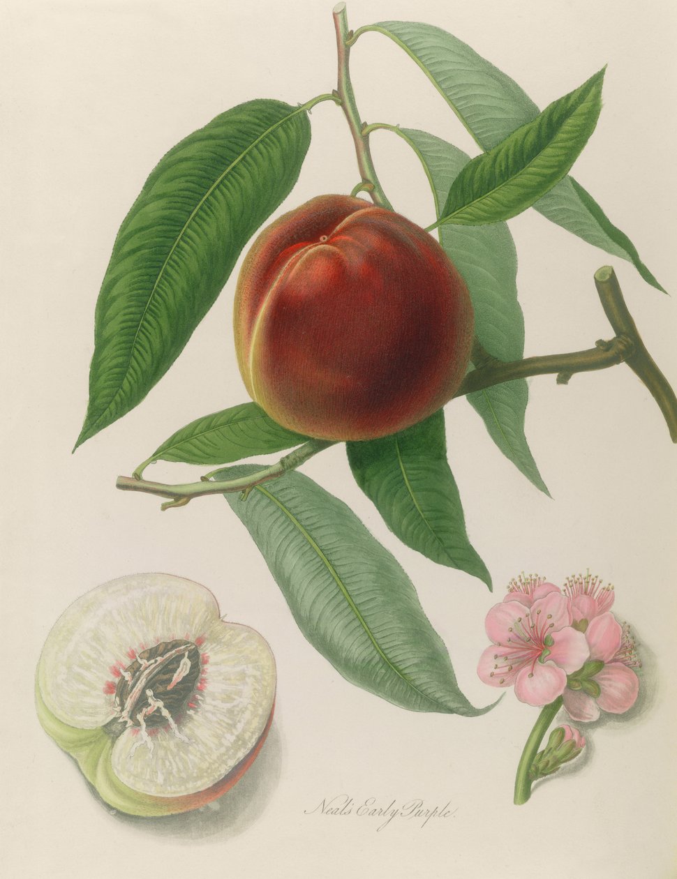 Nektarin: Neals Early Purple av William Hooker