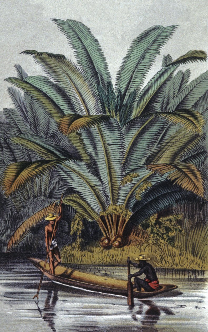  av William Hooker