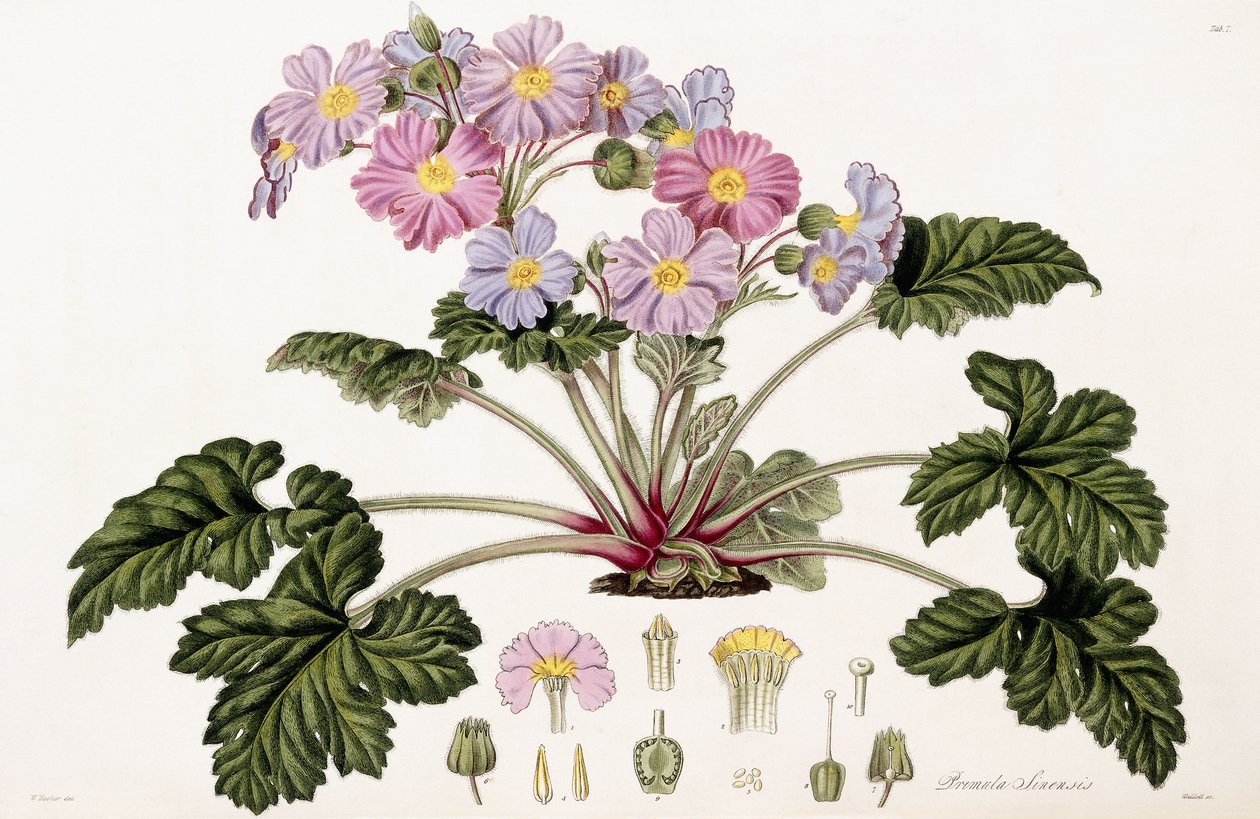 Primula Sinensis, 1821-1826 av William Hooker