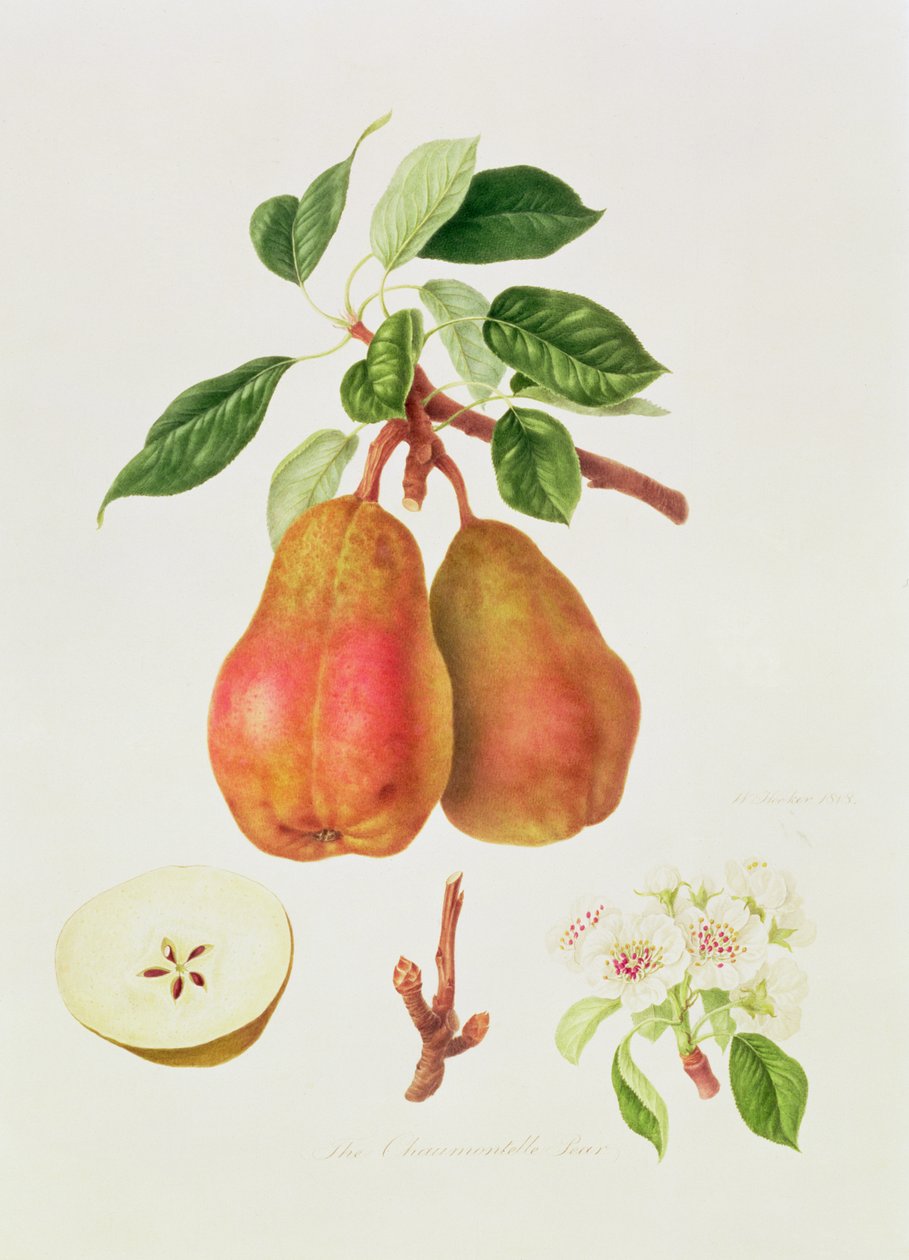 Chaumontelle-pæren, 1818 av William Hooker