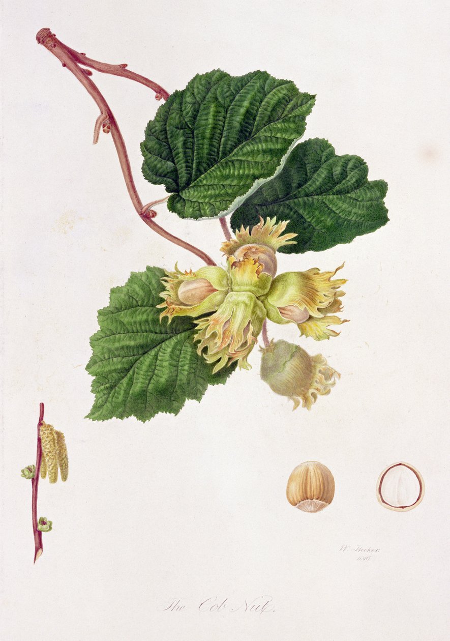 The Cob Nut, 1816 av William Hooker