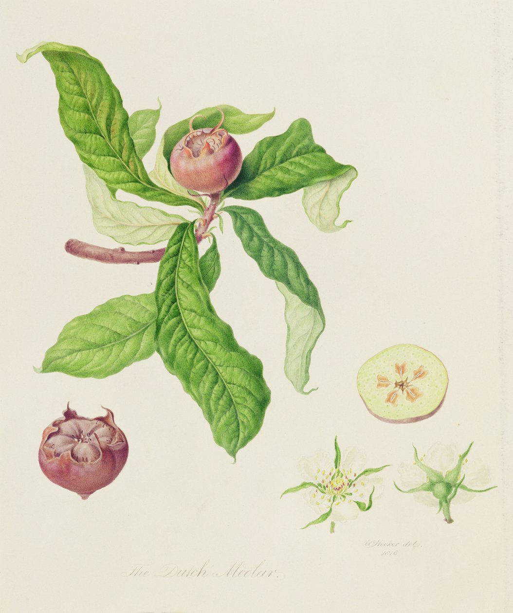 Den nederlandske medlaren, 1816 av William Hooker