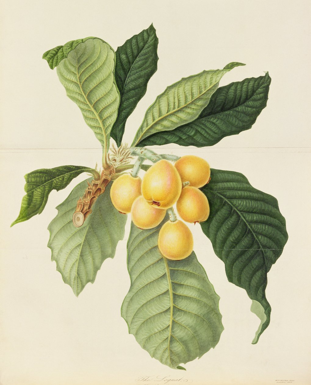 Loquat av William Hooker