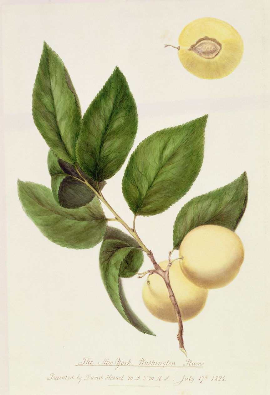 New York Washington Plum, 1821 av William Hooker