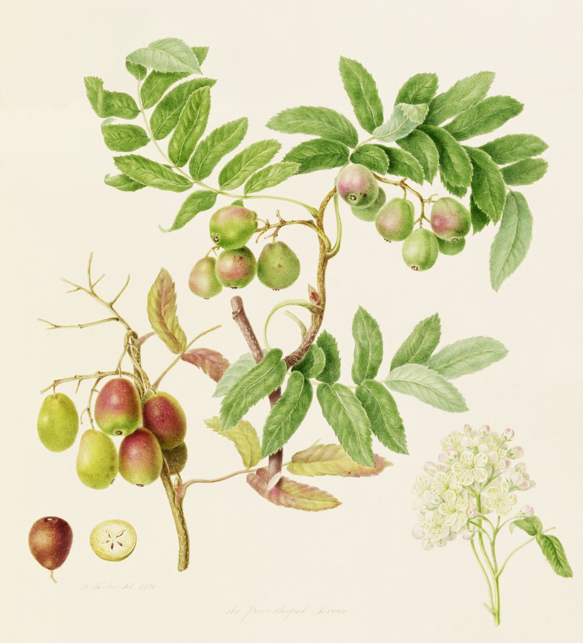 The Pear-Shaped Service Crab Apple, 1820 av William Hooker