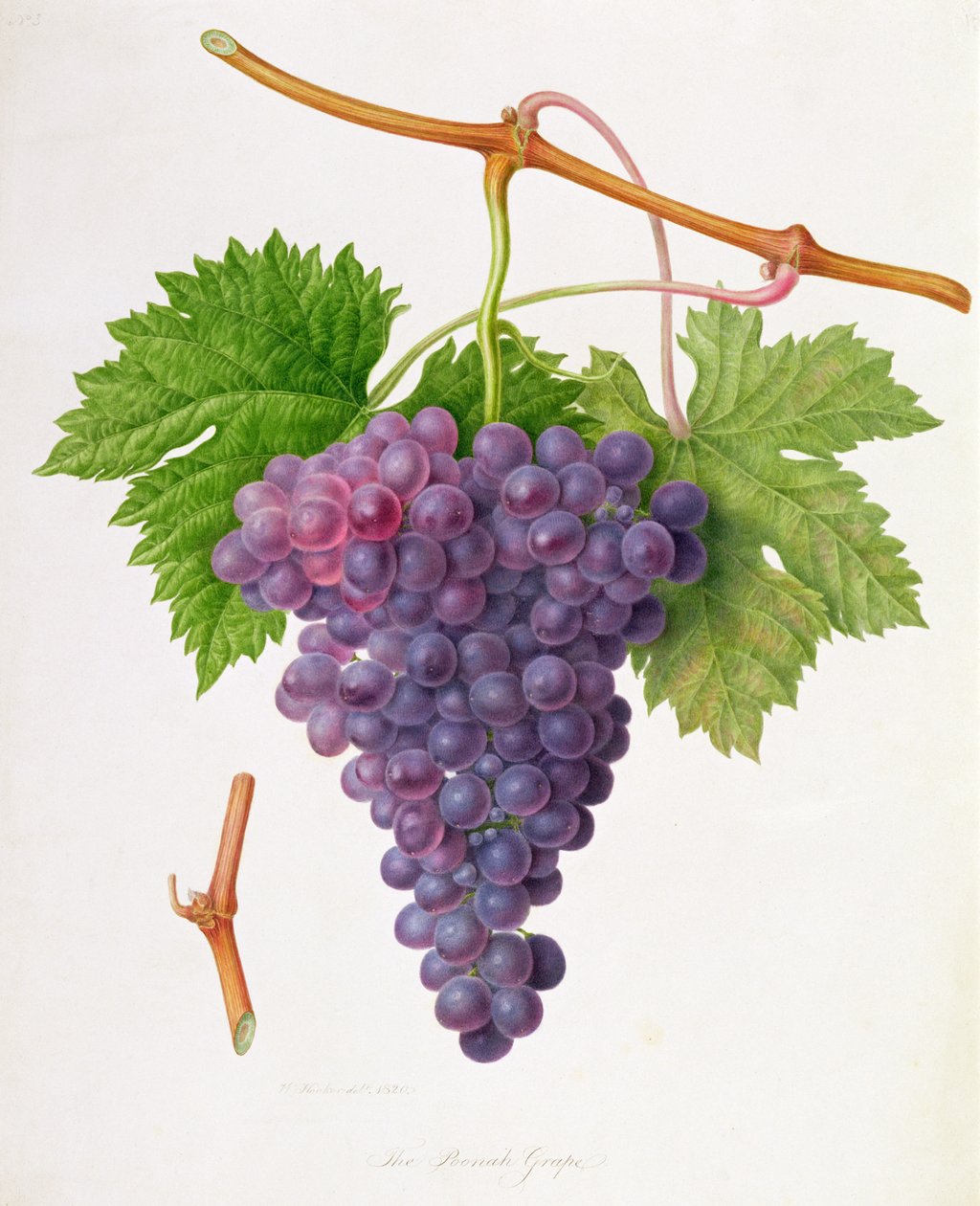 The Poonah Grape, 1820 av William Hooker
