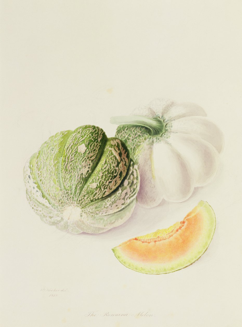 The Romana Melon, 1818 av William Hooker