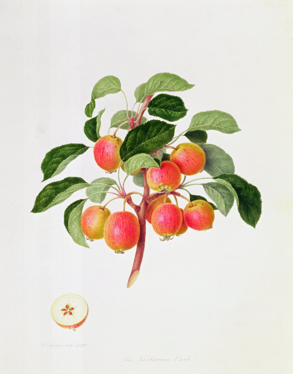Det tartariske krabbeeplet, 1819 av William Hooker