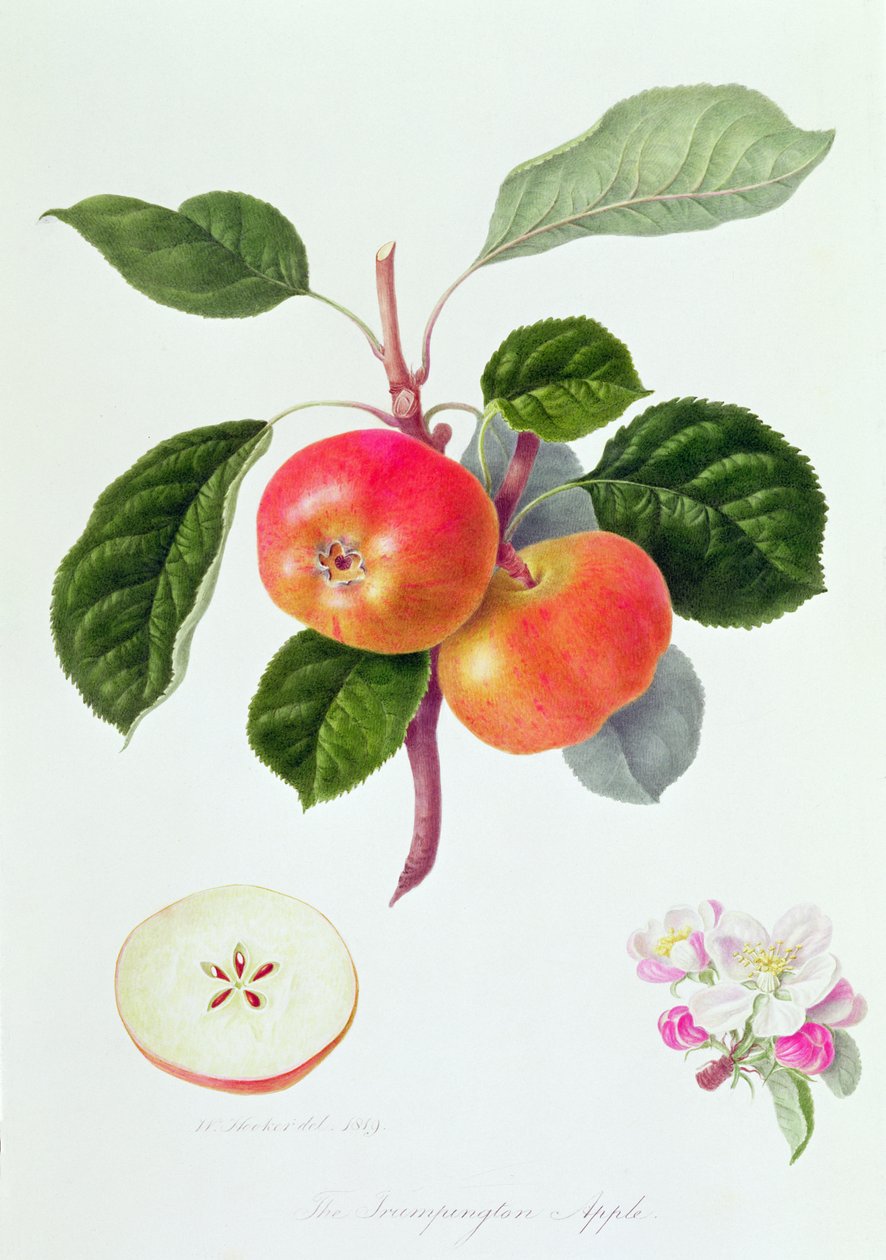 The Trumpington Apple, 1819 av William Hooker