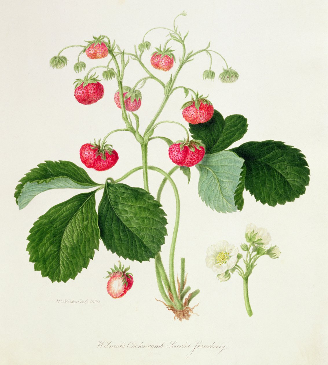Wilmots hanekam Scarlet Strawberry, 1820 av William Hooker