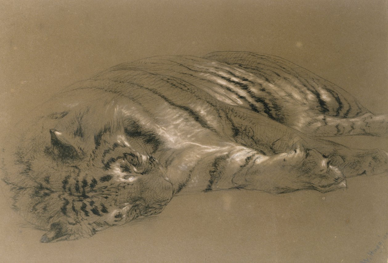 A Sleeping Tiger, 1876 (blyant og kritt på papir) av William Huggins