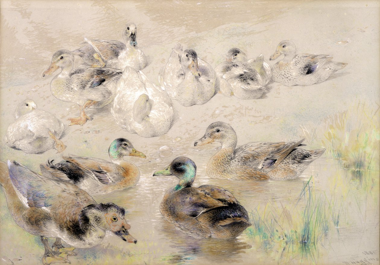 Studie av ender av William Huggins