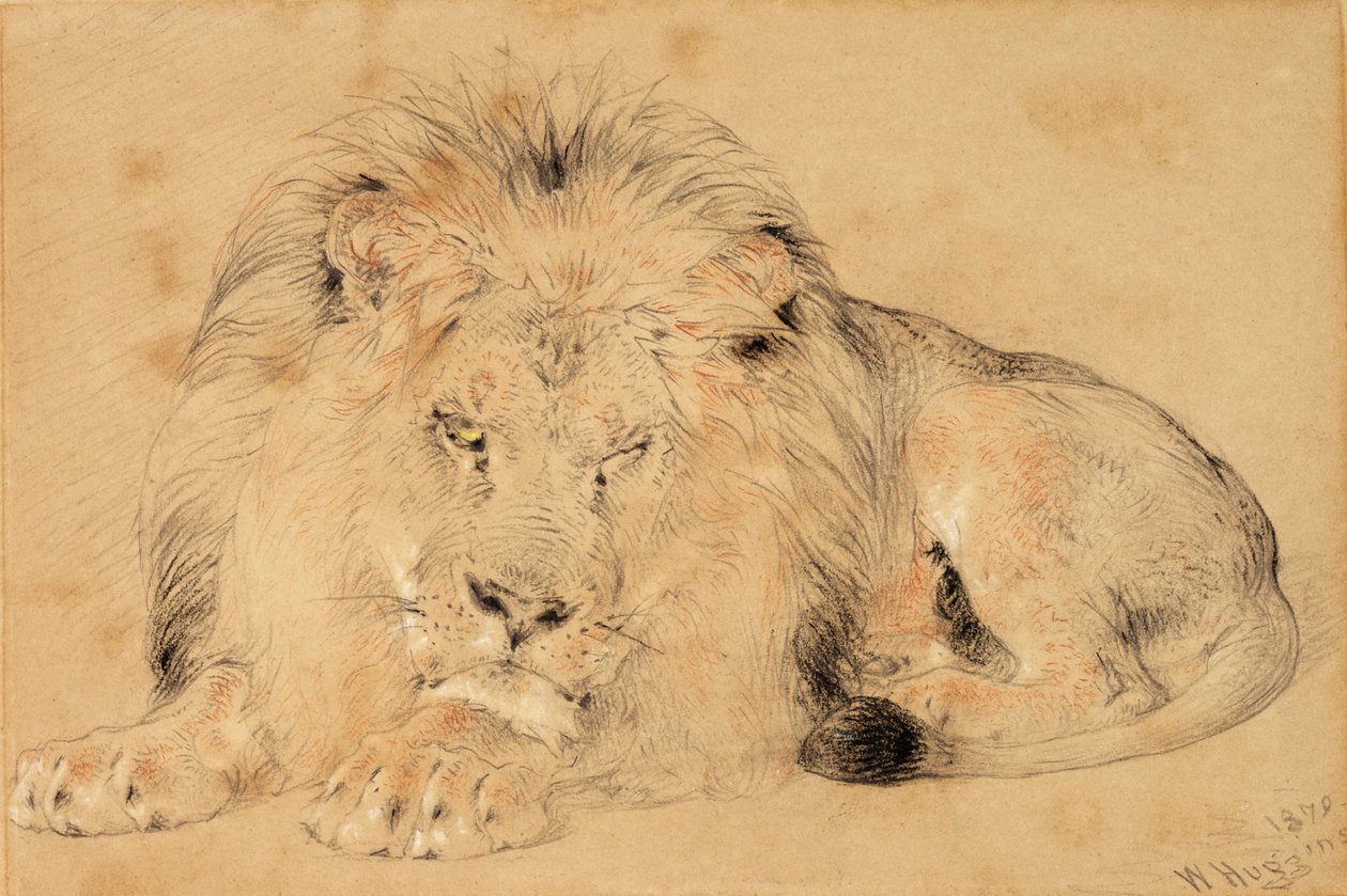 Studie av en løve, 1879 (kritt på papir) av William Huggins