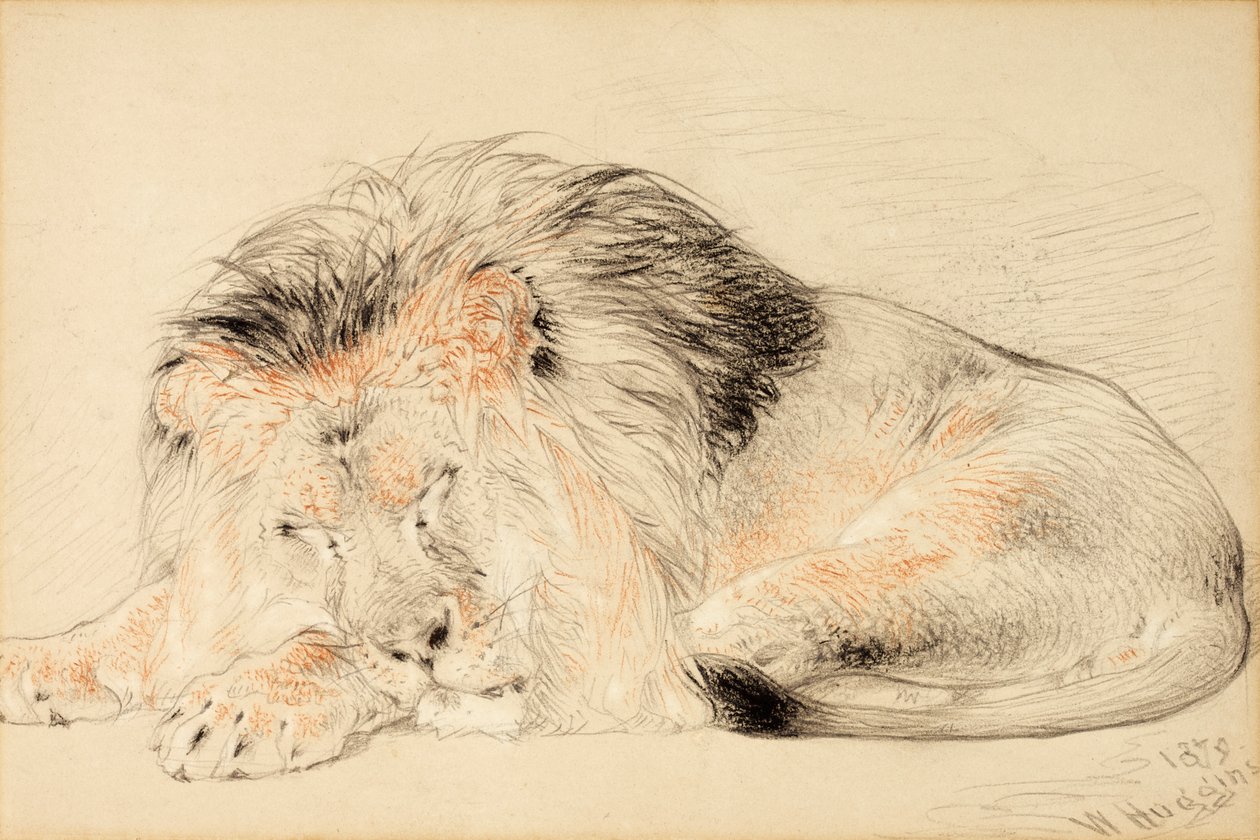 Studie av en løve, 1879 (kritt på papir) av William Huggins