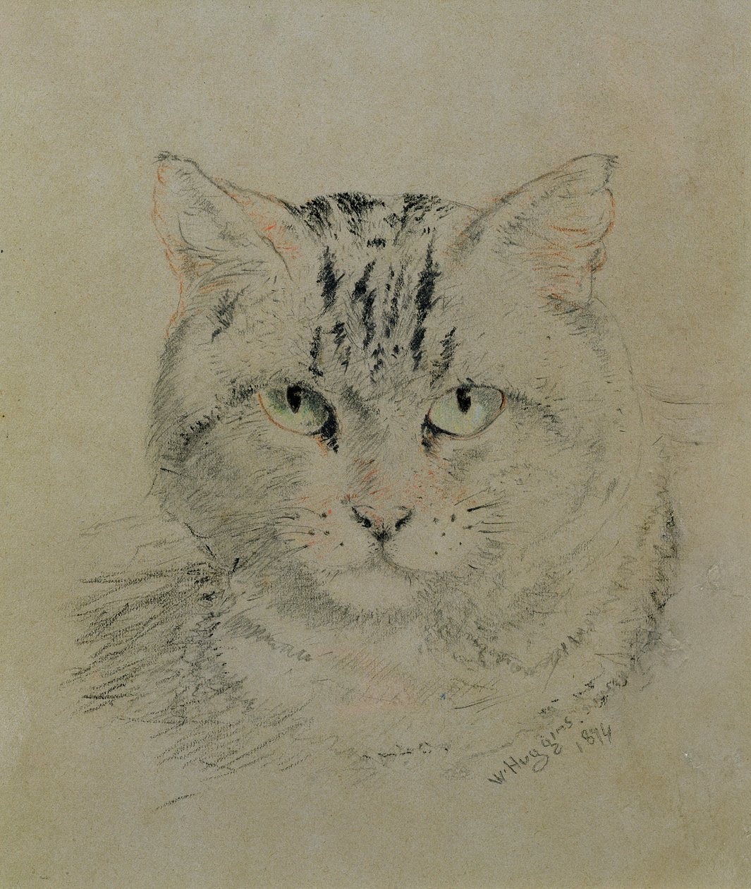 Tabby Cat, 1874 (blyant, fargestift og kull på papir) av William Huggins