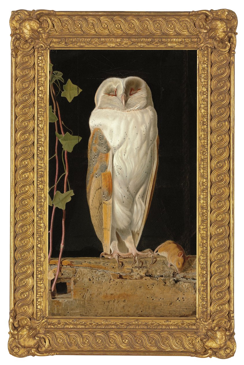 Den hvite ugle, 1856 av William J. Webbe or Webb