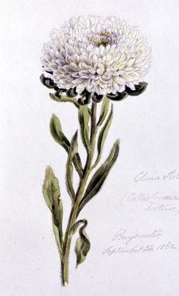 China Aster, malt ved Bayswater av William James Linton