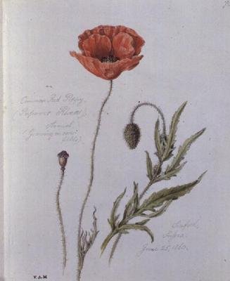 Common Red Poppy, malt i Seaford, Sussex, 25. juni 1860 (akvarell på papir) av William James Linton