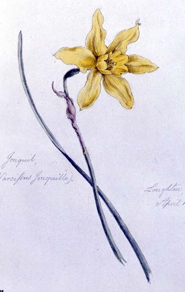 Jonquil, malt i Loughton av William James Linton
